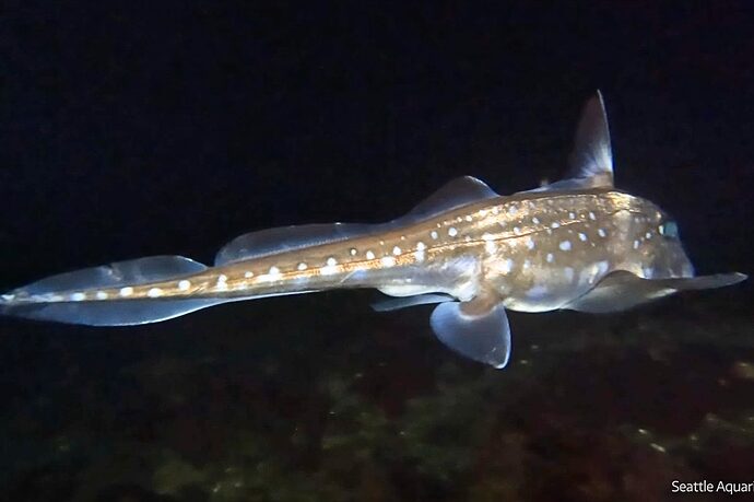 'Ghost sharks' are lurking off the coast of Washington – and they have teeth growing out of their foreheads - BBC Wildlife Magazine